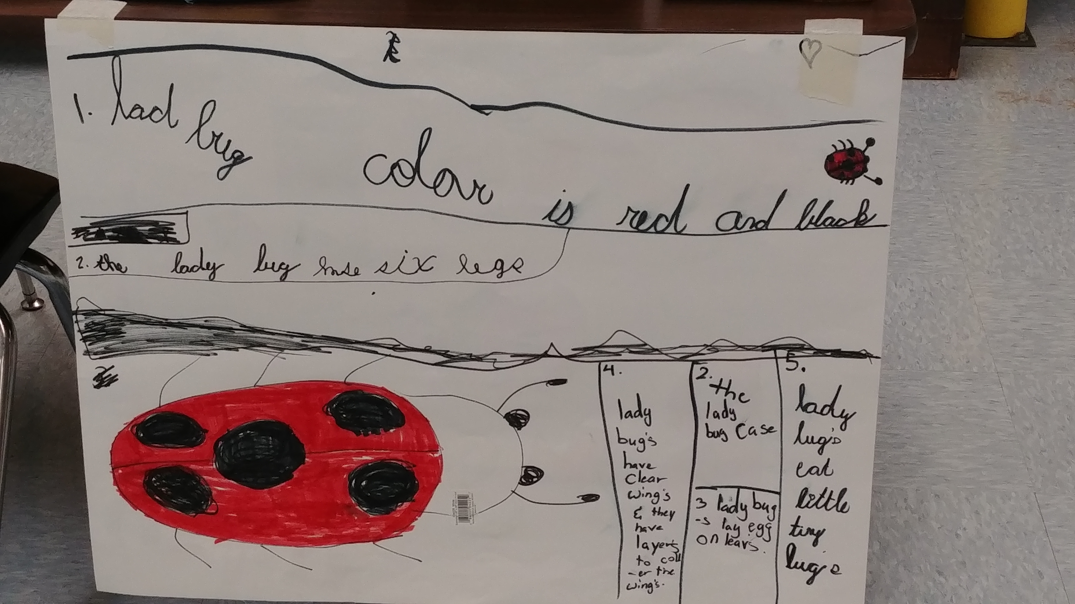 picture of ladybug project