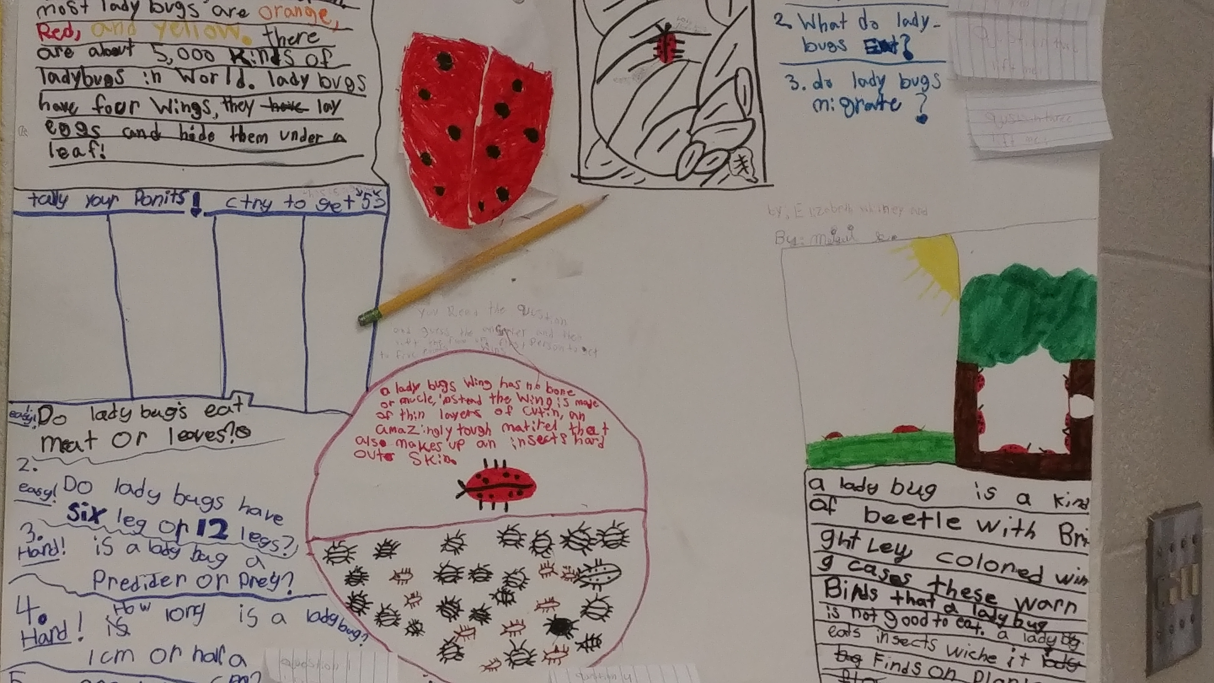 picture of ladybug project